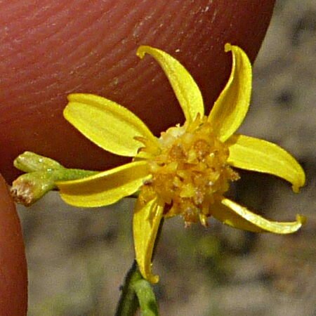 High Resolution Gutierrezia californica Flower